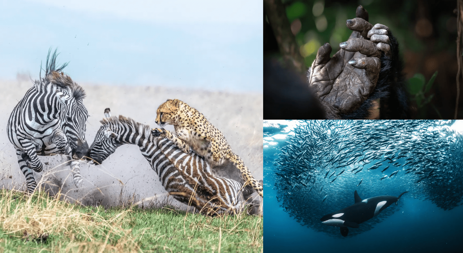 – 202403292024 world nature photography awards 2