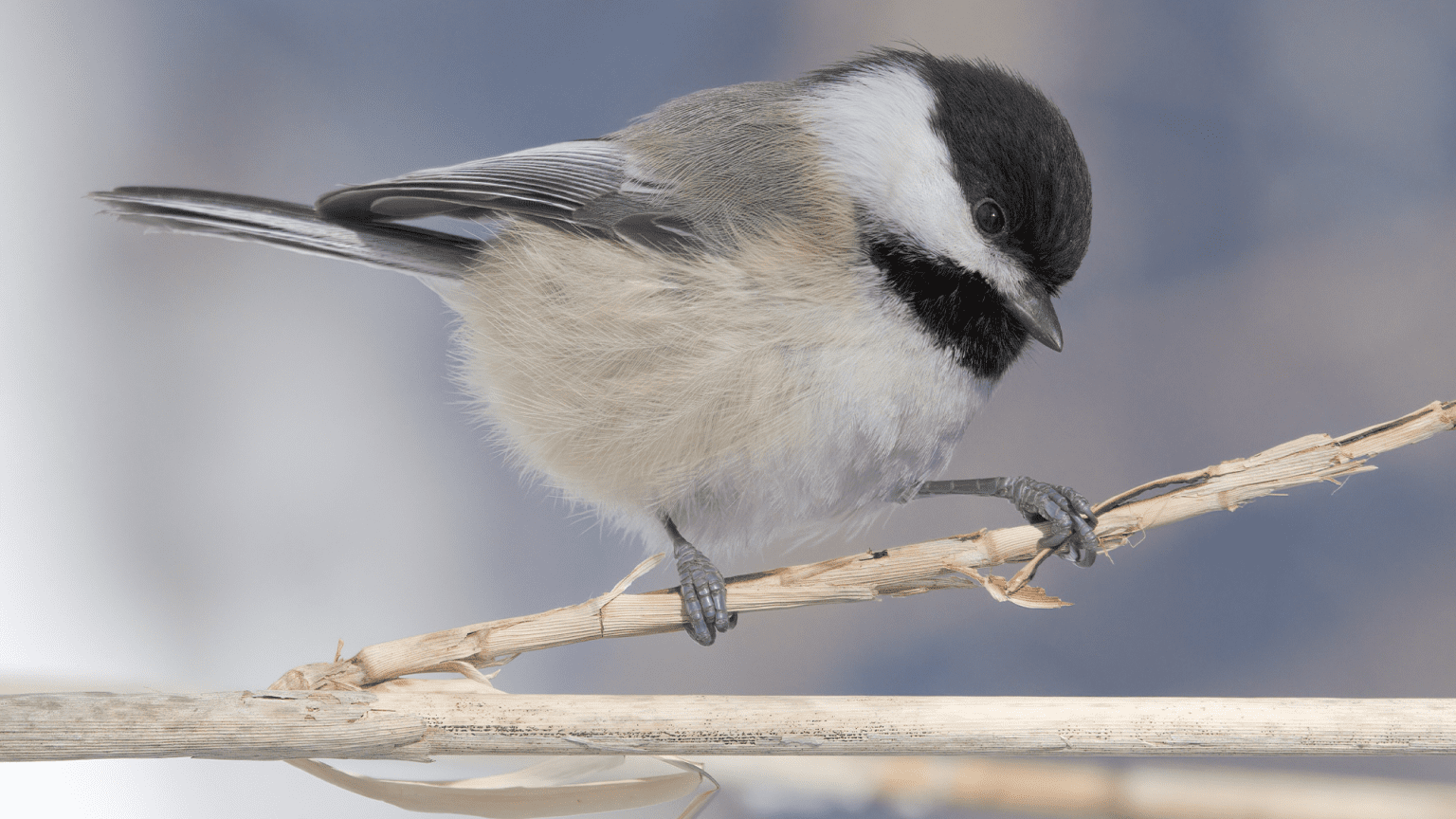 – 20240329chickadee