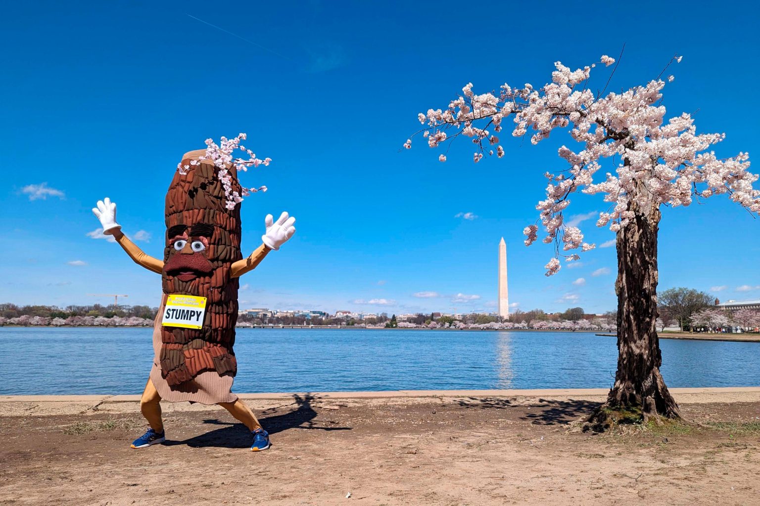 – 202403APTOPIX Washington Cherry Blossoms 64269 1