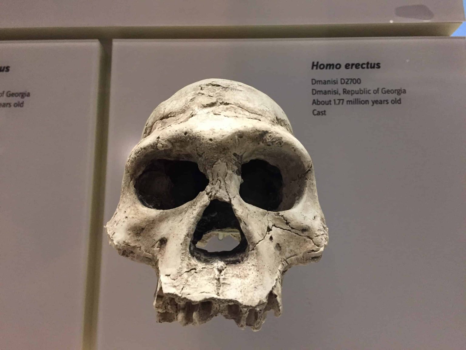 – 202403homo erectus 2242425 scaled 1