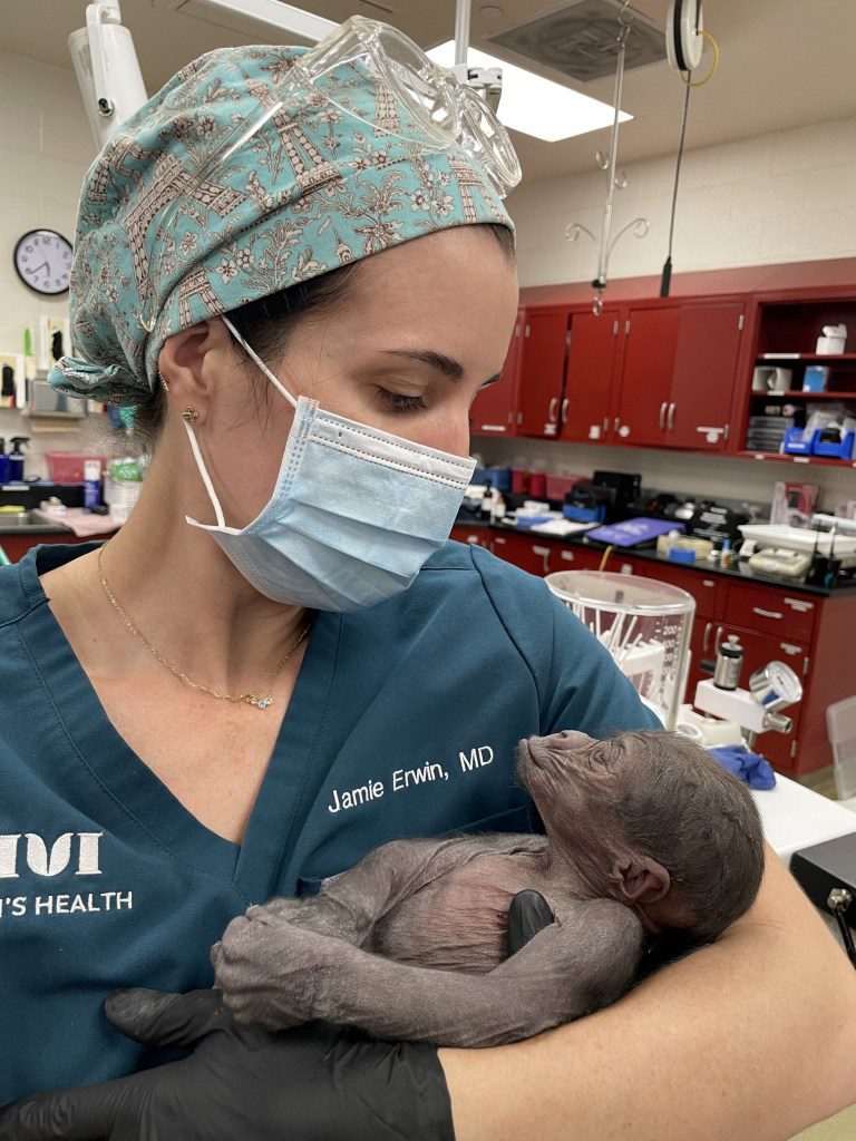 Dr. Erwin with the gorilla infant. Photo released February 16 2024. See SWNS story SWMRgorilla. These are the adorable pictures of a baby gorilla who is being hand raised by zookeepers after being born five weeks early. The veterinary team at Fort Worth Zoo, Texas, stepped in and performed an emergency c-section when pregnant mum Sekani showed signs of preeclampsia. Sekani has made a full recovery but is not demonstrating the necessary maternal signs to care for her premature baby. Instead, zookeepers have been hand-raising the infant for the last five weeks and providing around the clock care.