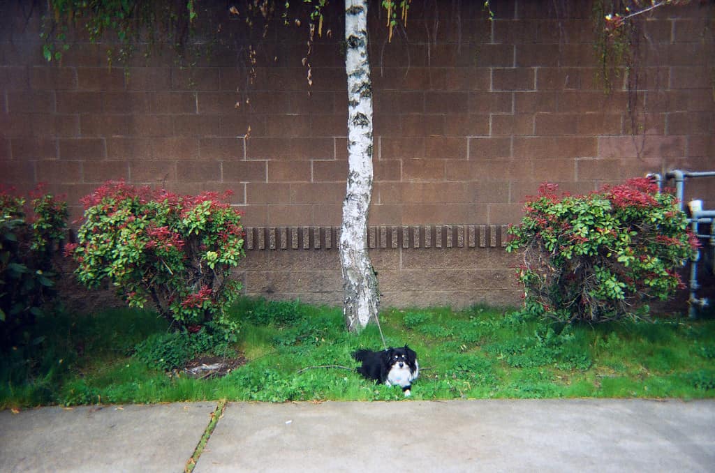 Dog and tree