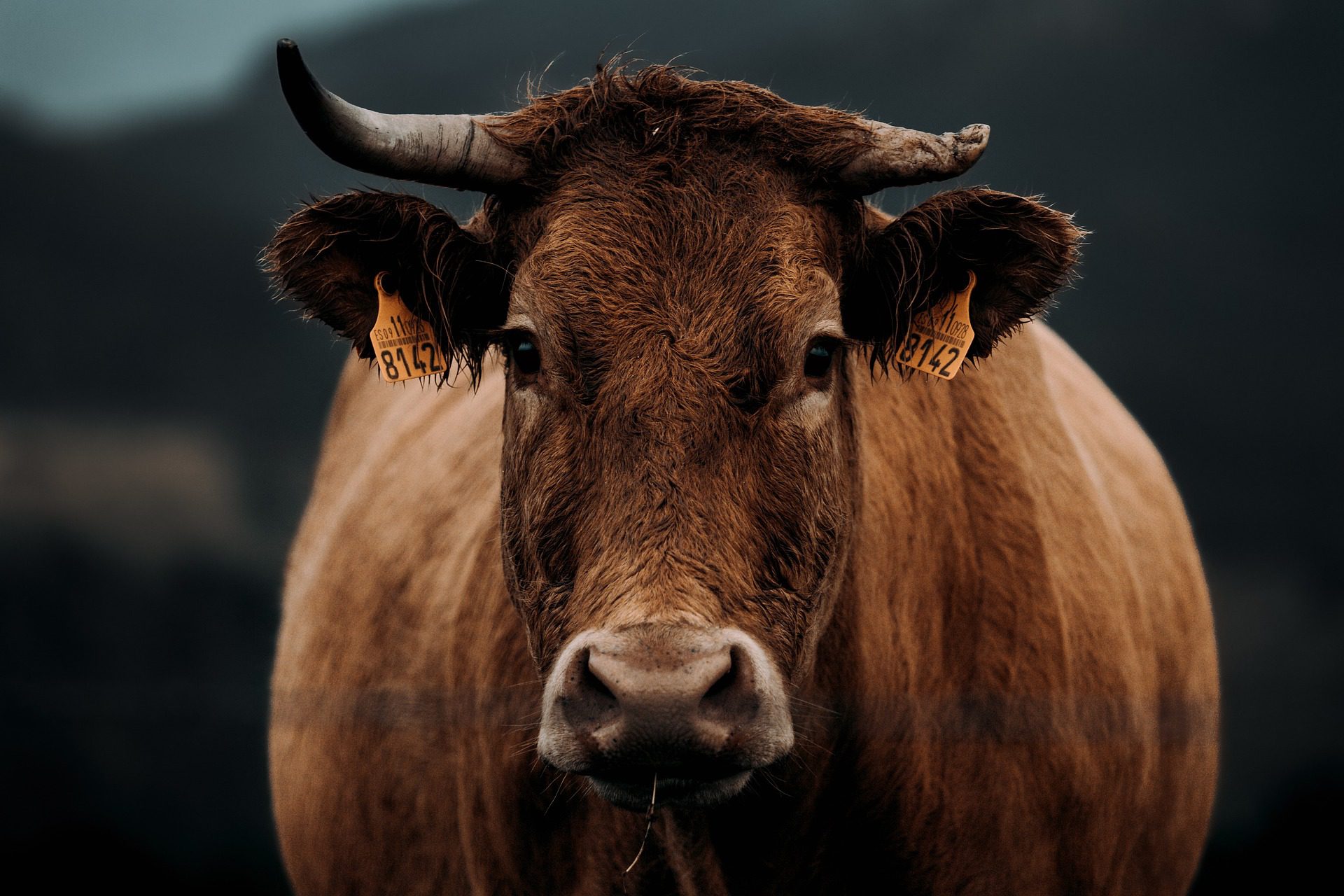 cow closeup