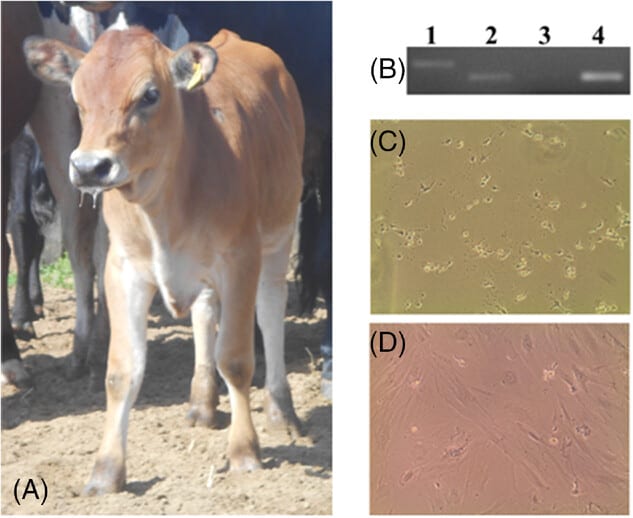 Photo of the transgenic calf. (B) PCR analysis of the transgene: 1- DNA ladder, 2- transgenic calf, 3- non-transgenic cow, 4- lentiviral vector constructed. (C) Nonmodified bovine fibroblasts at 5 days incubated with 8 μg mL−1 blasticidin. (D) Fibroblasts from the transgenic calf at 8 days incubated with 8 μg mL−1 blasticidin.