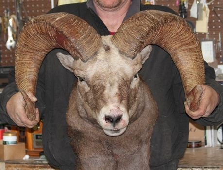 13196849 Montana rancher, 80, pleads guilty to creating huge 'franken-sheep' out of cloned Marco Polo ram semen from Kyrgyzstan and his mountain ewes to make massive new breed for hunting