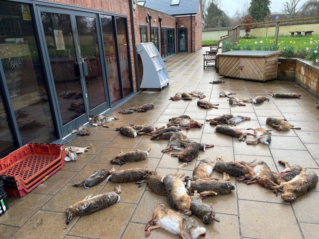 Dead animals were dumped outside a village shop. 