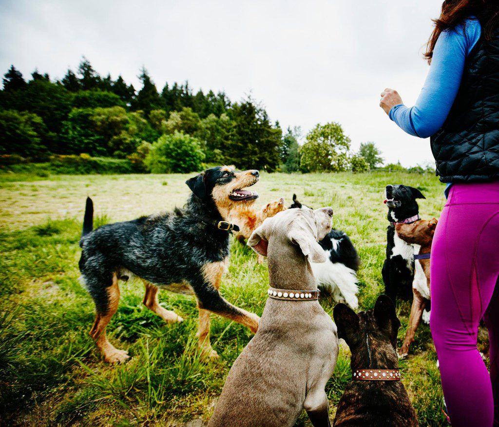 Group of dogs waiting for a treat from dog walker at dog park