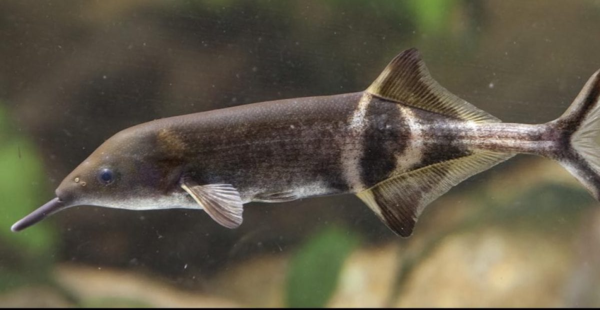 The elephantnose fish (Gnathonemus petersii). Credit: Tennessee Aquarium. 