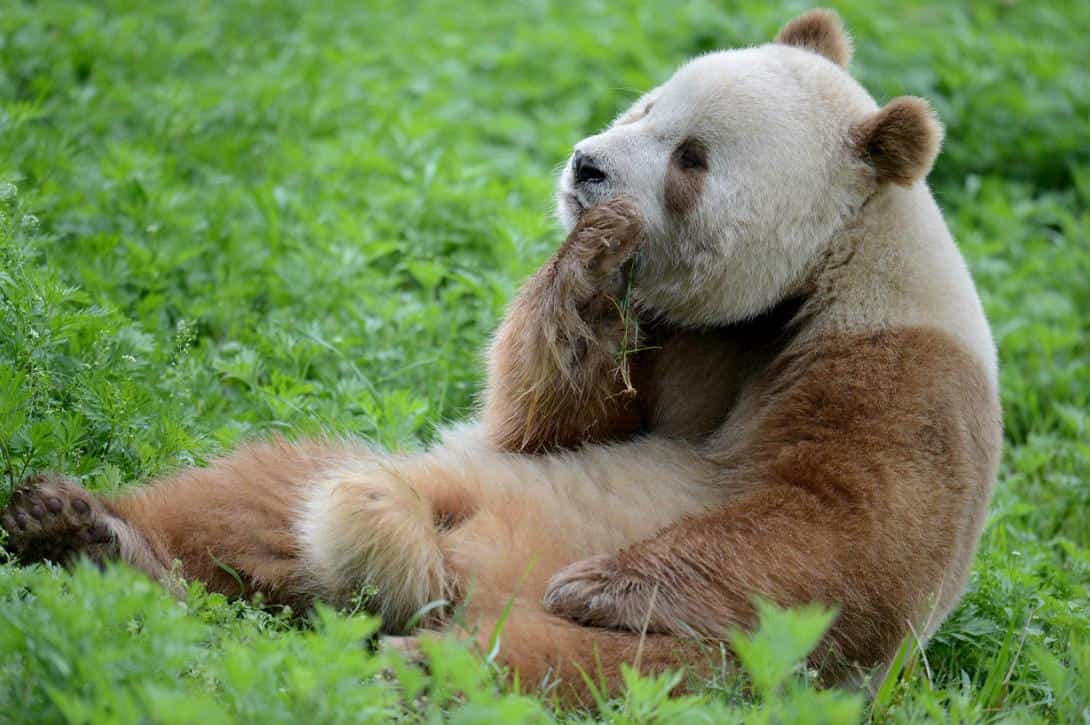 Qi Zai, the only brown panda in captivity, born in 2008.