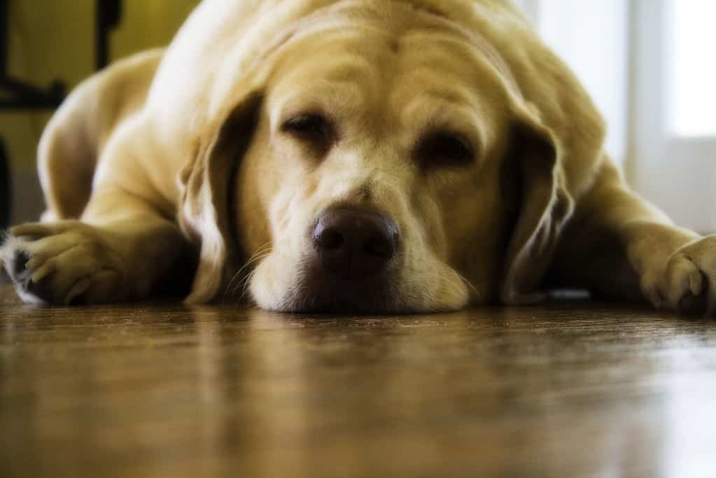 overweight labrador