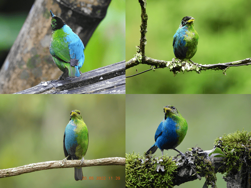 Bilaterally gynandromorphic Green Honeycreeper near Manizales, Colombia. Credit: John Morillo. 