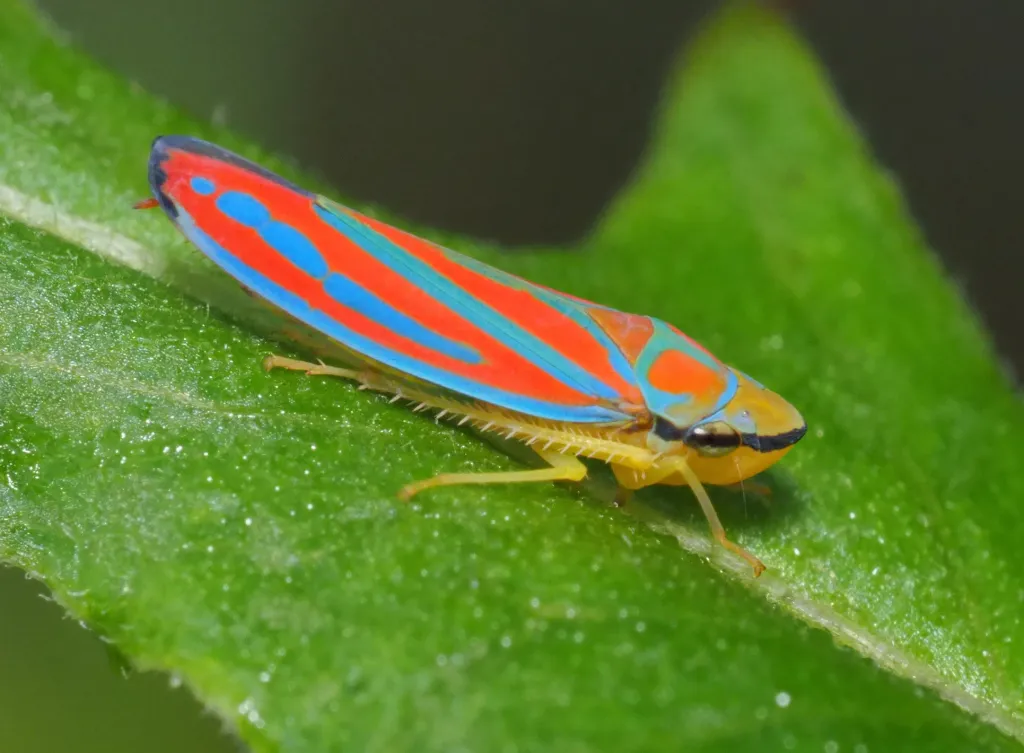 Picture of Leafhopper.