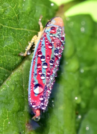 leafhoppers