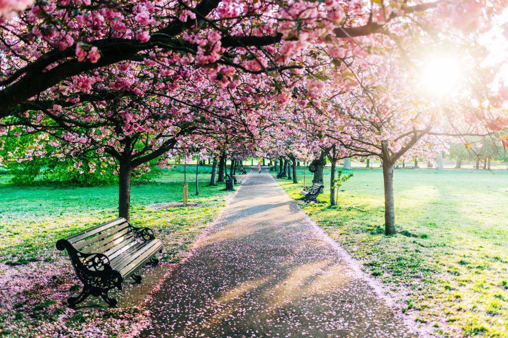 Early morning sunrise in a London Park