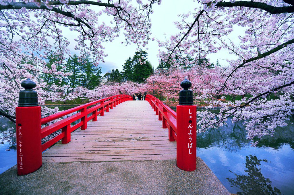 Spring time with cherry blossoms in full bloom.