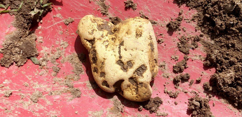 The gold nugget that was discovered by Richard Brock in the Shropshire Hills. A treasure hunter has discovered the largest gold nugget ever found in England worth ?30,000 - despite having a dodgy metal detector. Richard Brock, 67, travelled three-and-a-half hours from his home in Somerset to join an organised expedition on farmland in the Shropshire Hills. On arrival found he had difficulty with his detecting kit and had to resort to using an old machine which was not even working properly. But moments later Richard, who has been metal detecting for 35 years, discovered the biggest find of his life - after unearthing a 64.8g golden nugget. Named ?Hiro?s Nugget?, the metal lump is now set to fetch at least ?30,000 at auction as it is believed to be the biggest find of its kind on English soil.