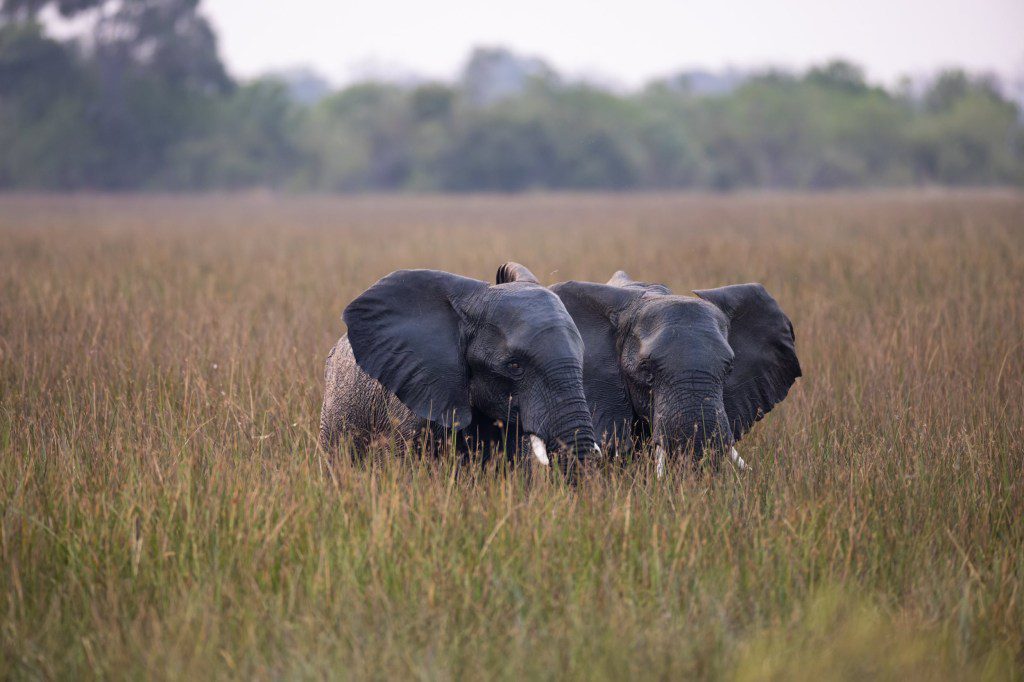 African elephants (Loxodonta) are a genus comprising two living elephant species, the African bush elephant (L. africana) and the smaller African forest elephant (L. cyclotis).