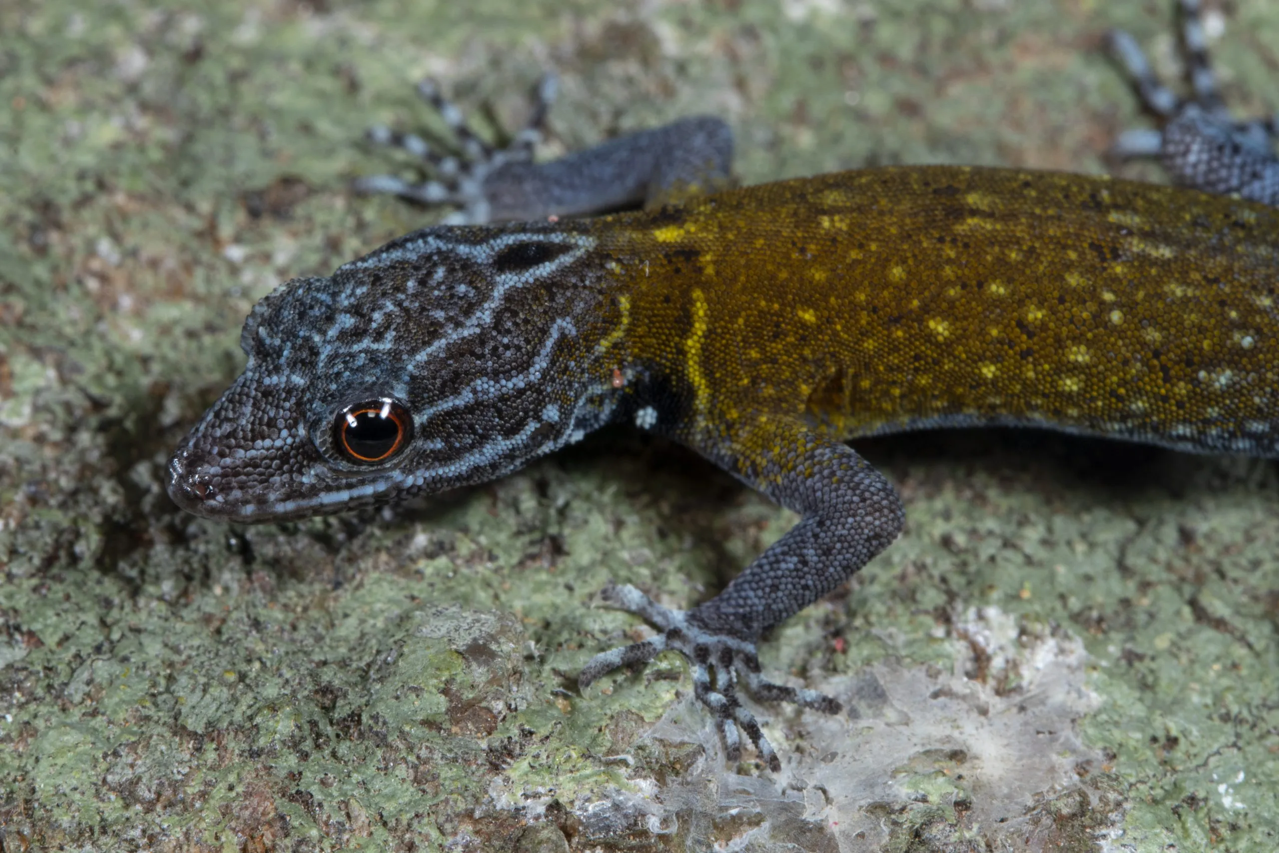 a gecko with a blue head and grown back and some more muted spots