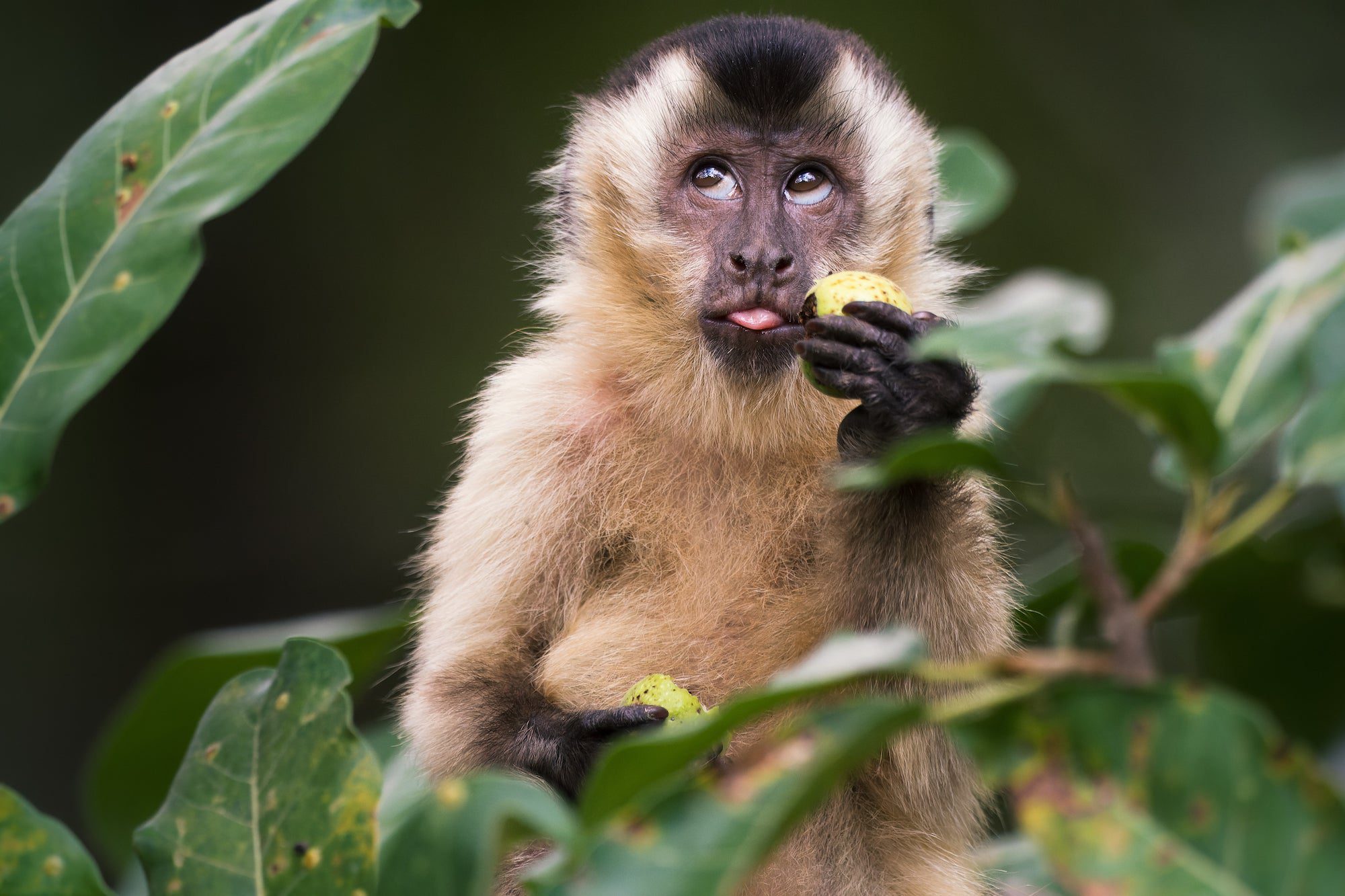 a monkey holding a piece of fruit and sitting in a tree looks up