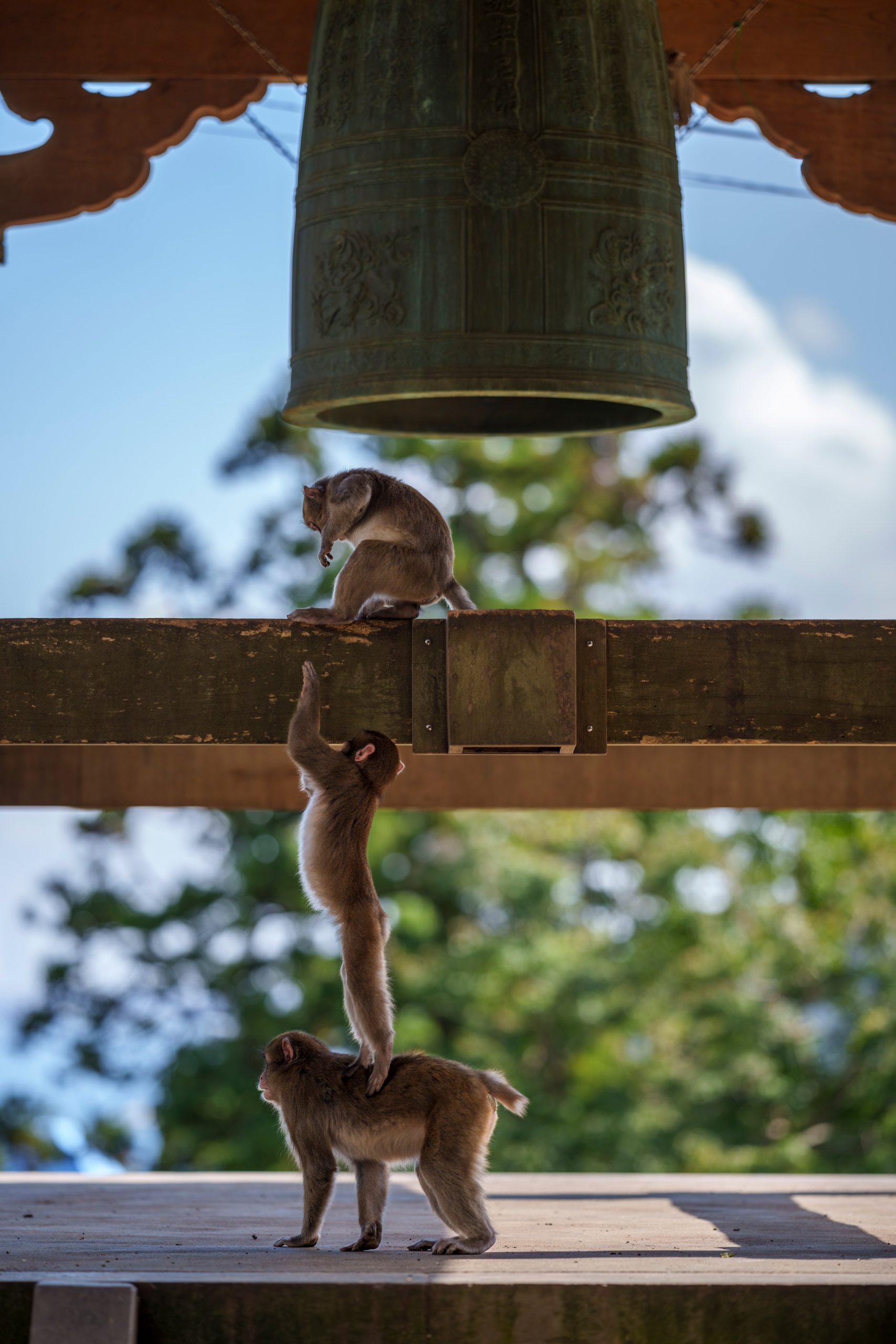 three monkeys: one standing on the back of another to reach a third