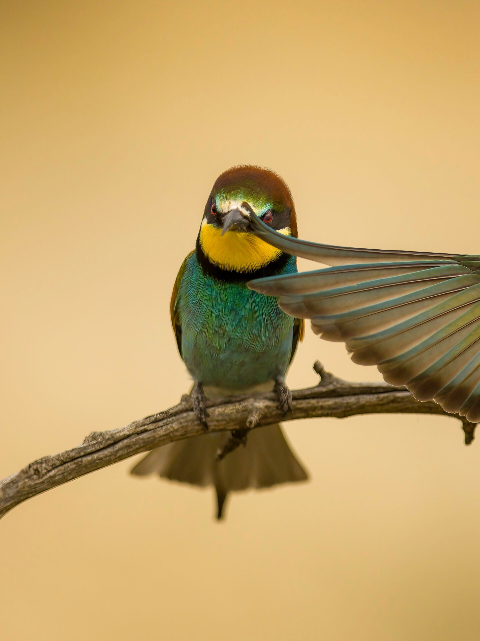 a bird with the feathers of another bird on its face