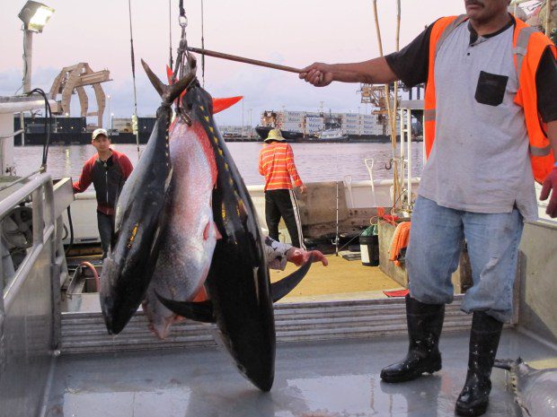 A fascinating way to see ahi and other tuna fresh off the boat is to take a guided tour of the world-famous Honolulu Fish Auction, which takes you from dockside to auction floor. (Ben Davidson Photography)