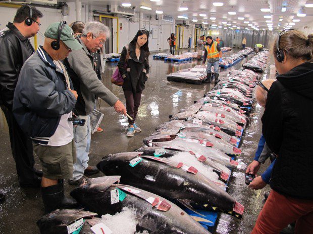 A fascinating way to see ahi and other tuna fresh off the boat is to take a guided tour of the world-famous Honolulu Fish Auction, which takes you from dockside to auction floor. (Ben Davidson Photography)