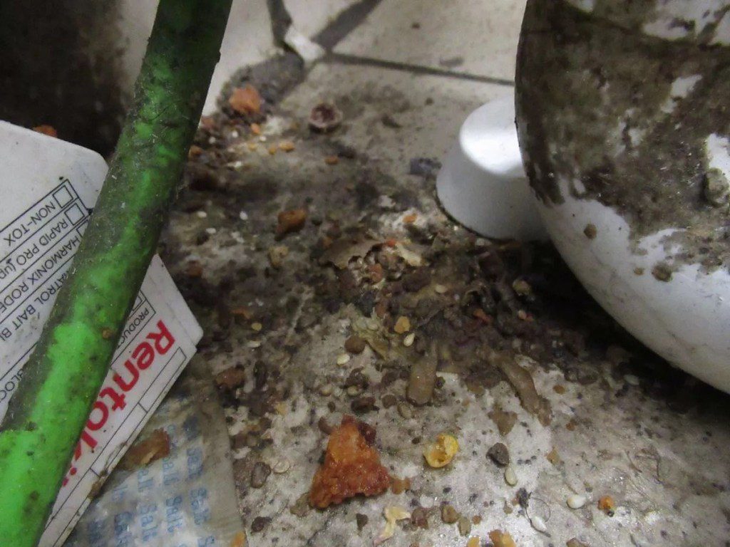 An East London KFC branch has been fined nearly ??25k after environmental health officers discovered a rat infestation. The Leytonstone High Road franchise was immediately shut on the grounds of an imminent risk to health following a visit by Waltham Forest Council in August 2022.