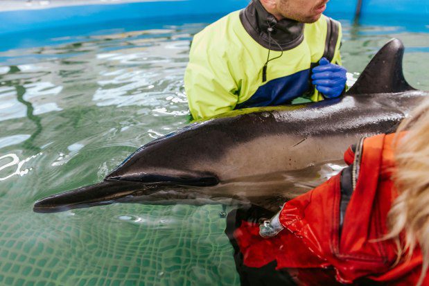 The dolphin was reportedly stuck and thrashing in the surf on a Cape beach. (IFAW photo)