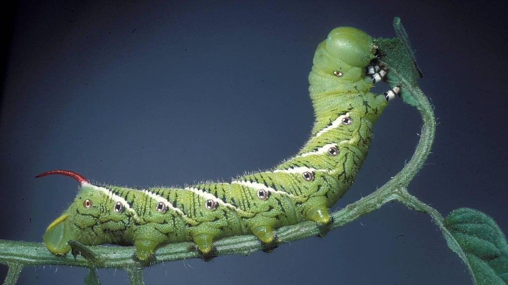 Tobacco hornworm eating a leaf.