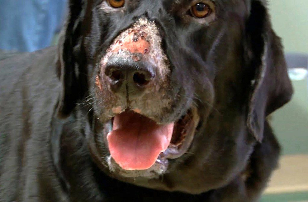 WESSEX NEWS AGENCY email news@britishnews.co.uk mobile 07501 221880 Jim Hardy PICTURE TO GO WITH COPY FILED TO NEWS DESK CALLED: ALABAMA/ WESSEX CAPTION: Derby-winning racehorse trainer Roger Charlton is caught up in a grim new warning which has gone out to Britain's millions of dog owners. A horrifying disease which can literally eat their pet alive is thriving in the 'perfect cocktail' of stormy weather, say vets. Alabama Rot flourishes in cold, boggy ground so last week's snow and ice, followed by howling Storm Isha and now this week's Storm Jocelyn is a deadly recipe for canines. Already dog walkers have been banned from a popular country walkies area near the ancient Avebury stone circle a few miles from Marlborough in Wiltshire, where Princess Kate was educated at the town's famous college and where she and Prince William may send Prince George. Now the dog walking ban has been extended to cover the nearby centuries-old Beckhampton Gallops, a stretch of chalk downland where valuable racehorses from Roger Charlton's Beckhampton Stables are put through their paces. The ban comes after one dog died and another is in a critical condition, with a third also feared to have Alabama Rot. PIC: Horrific way it eats the flesh