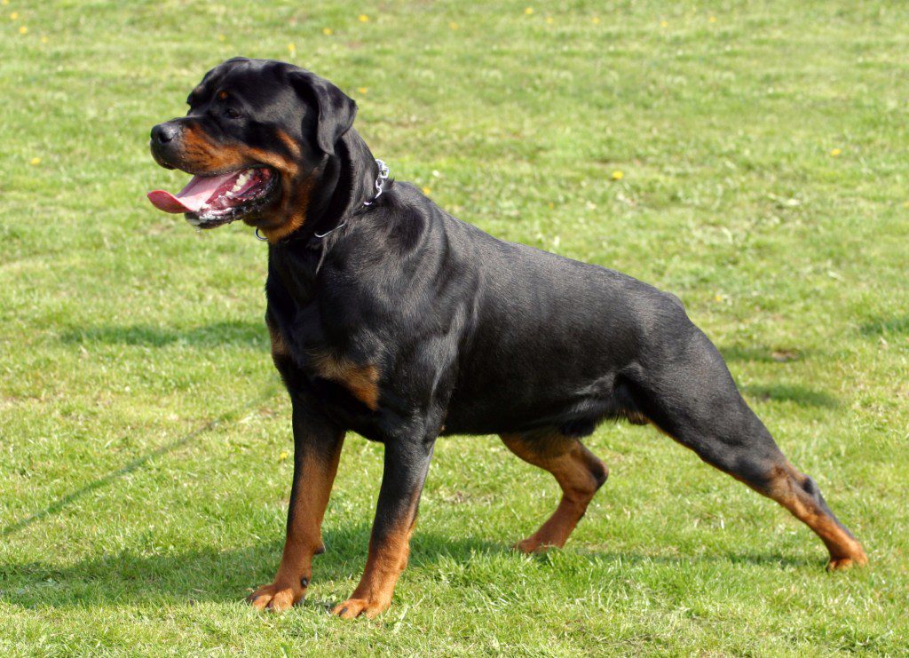 Rottweiler dog