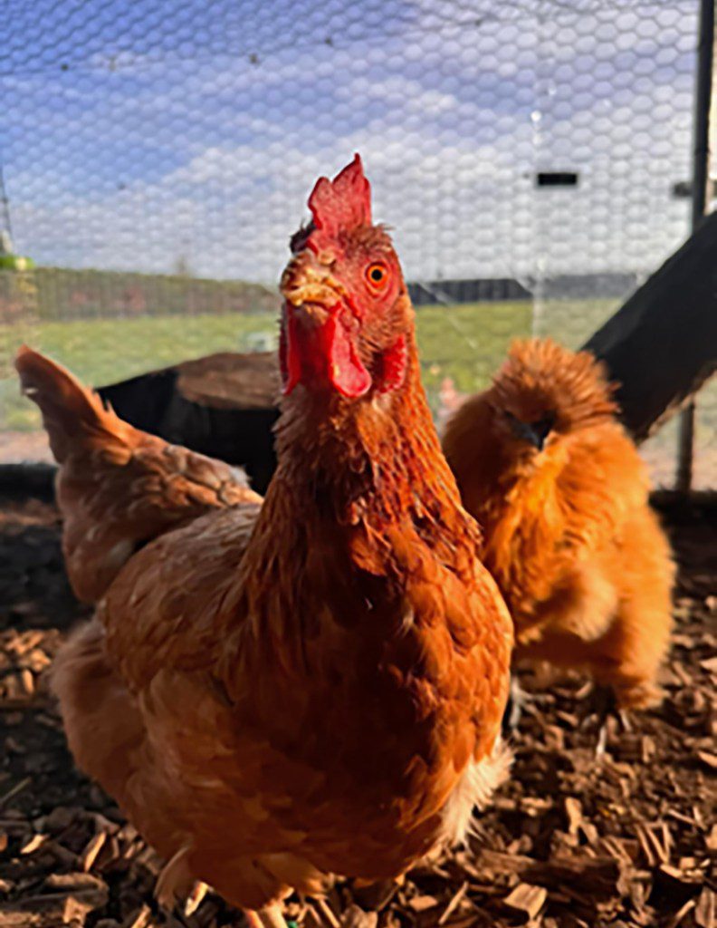 The chickens are very happy in their hotel 