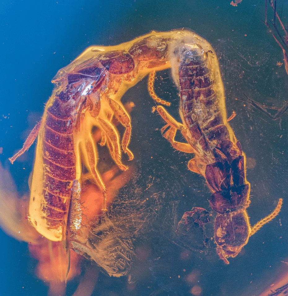 a close-up of two fossilized termites in a parallel poistion