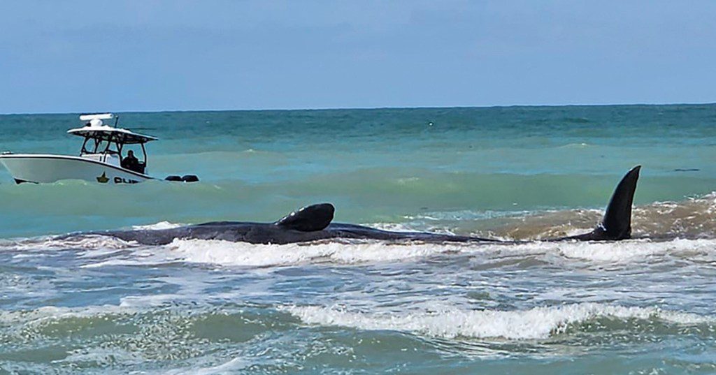 This photo provided by City of Venice Florida shows a whale on Sunday, March 10, 2024, off Venice, Fla. Authorities were working to assist a beached sperm whale that is stranded on a sandbar off Florida's Gulf Coast on Sunday morning. (City of Venice Florida via AP)