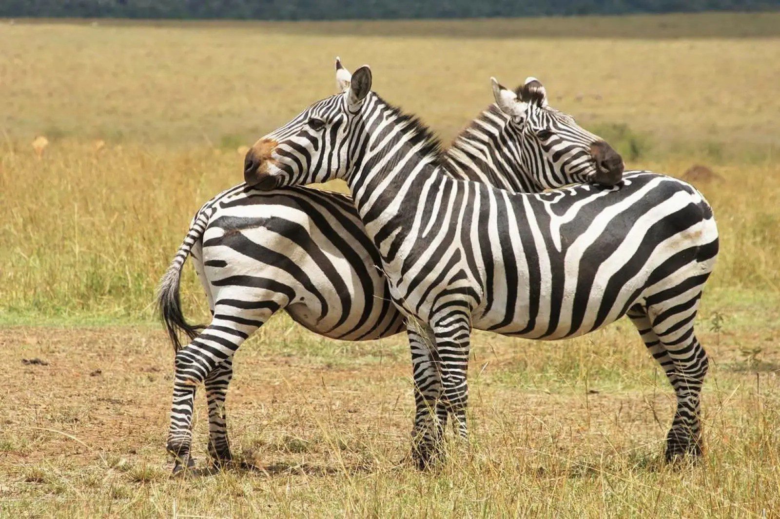 Male and female zebras are about the same size.