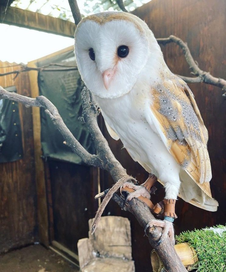 Shiraz the barn owl