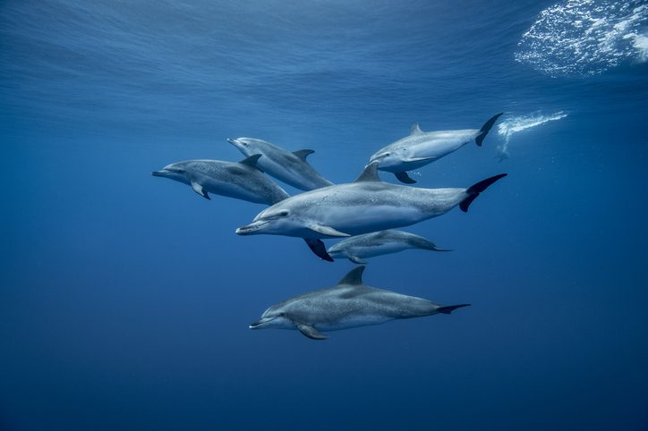 Group of Atlantic spotted dolphins (Stenella frontalis), underwater view, Santa Cruz de Tenerife, Canary Islands, Spain