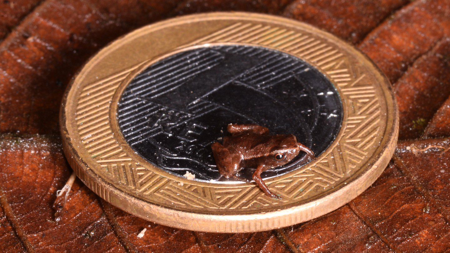 Brachycephalus pulex with a Brazilian real coin for reference.