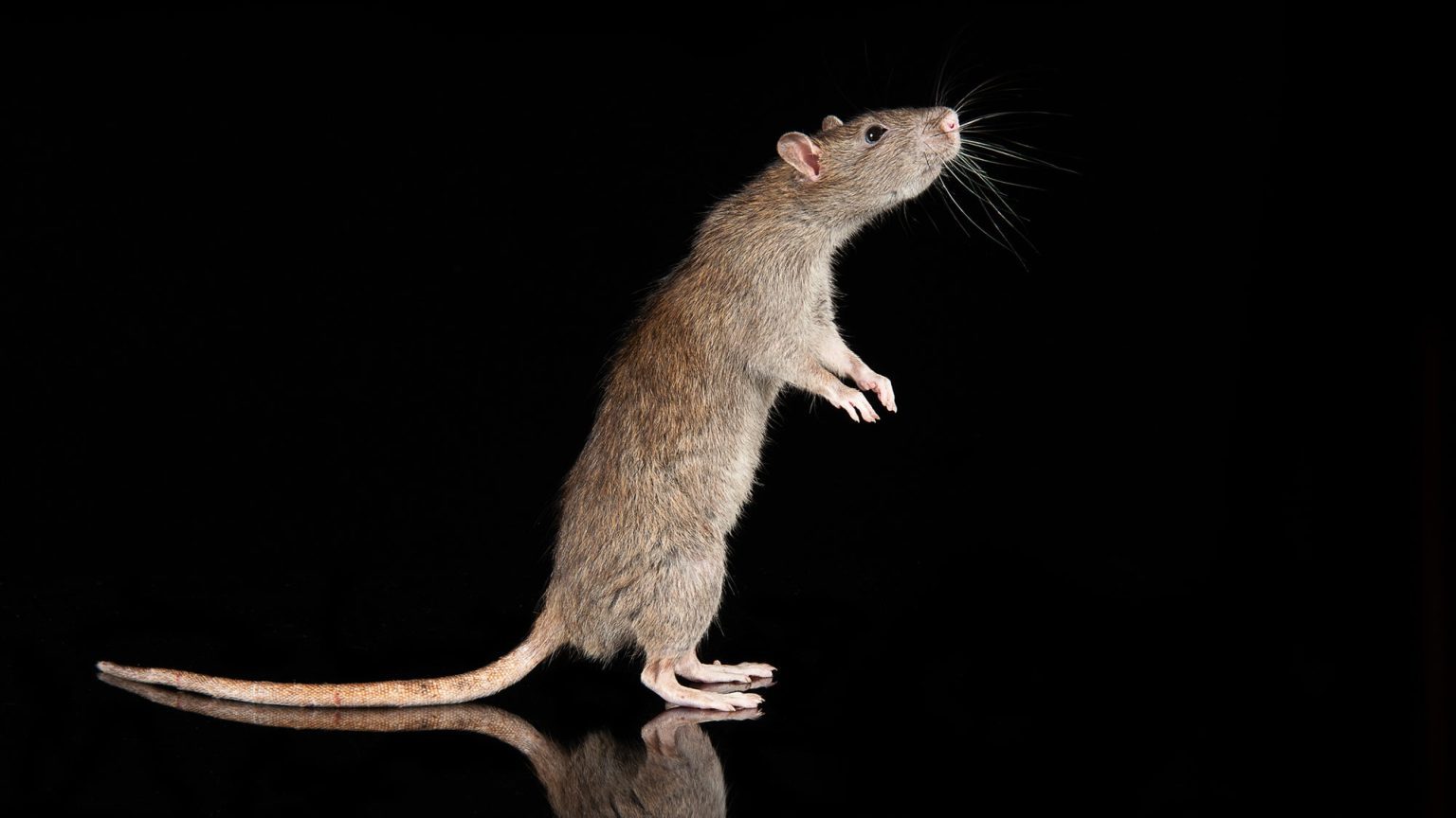 – 20240403brown rat