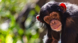 – 20240403juvenile chimpanzee