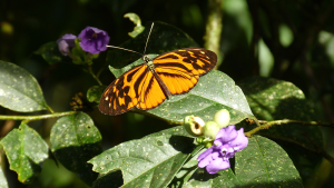 – 20240417butterfly heliconius pardalinus