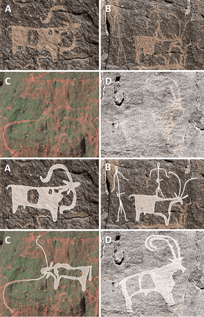 Rock art found at Umm Jirsan