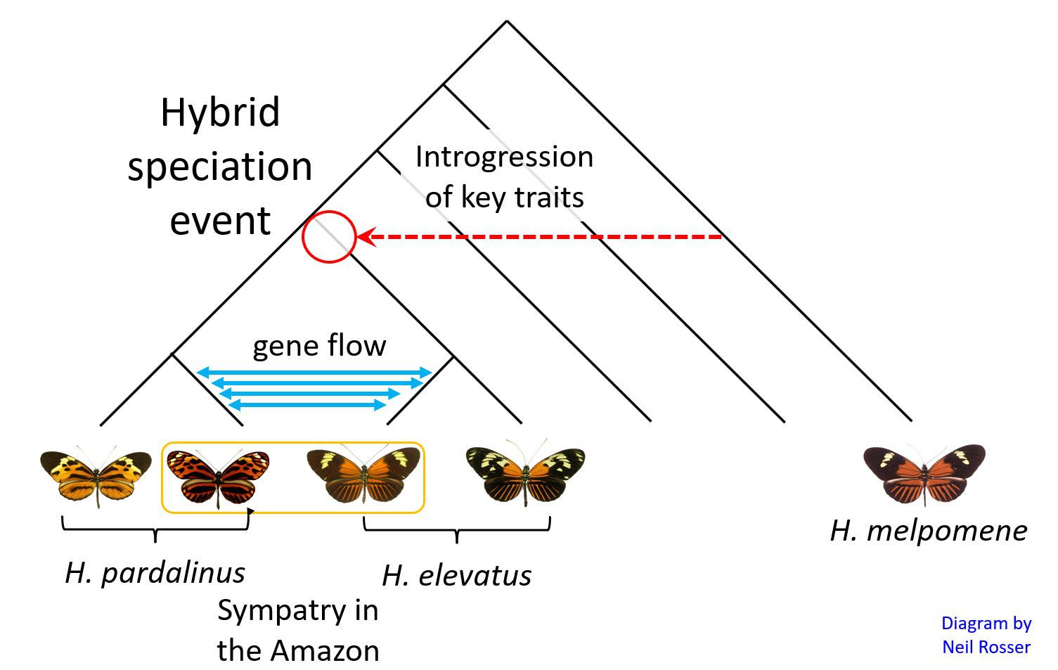 a speciation tree diagram that shows how three butterfly species emerged