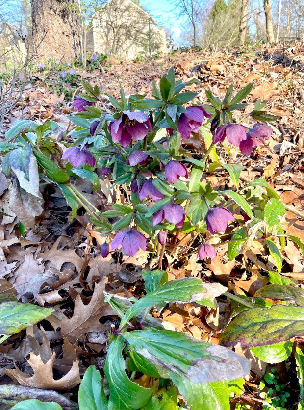 The beauty of hellebore blossoms in spring. (Photo by Pam Baxter)