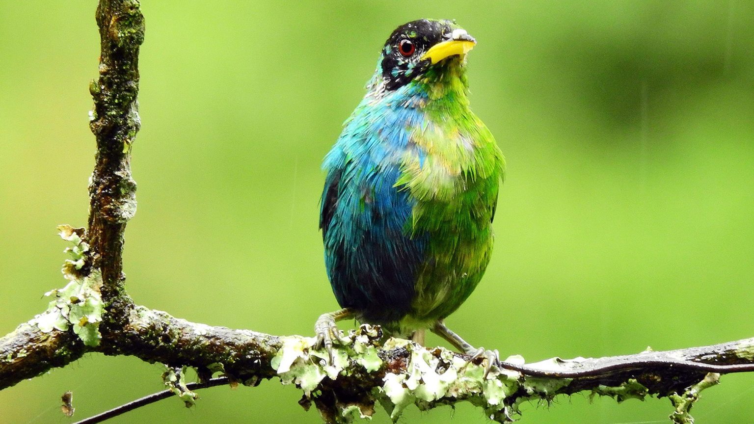 – 20240508green honeycreeper