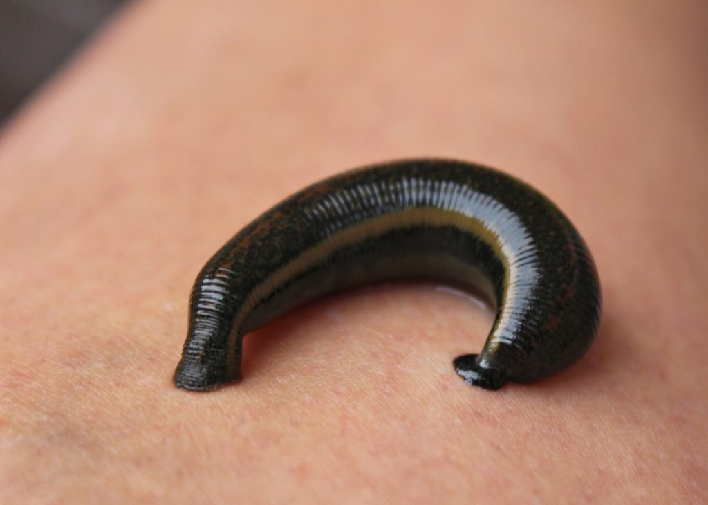 – 202405horn invertebrate close up leech leech therapy medicinal leech 672715 pxhere.com