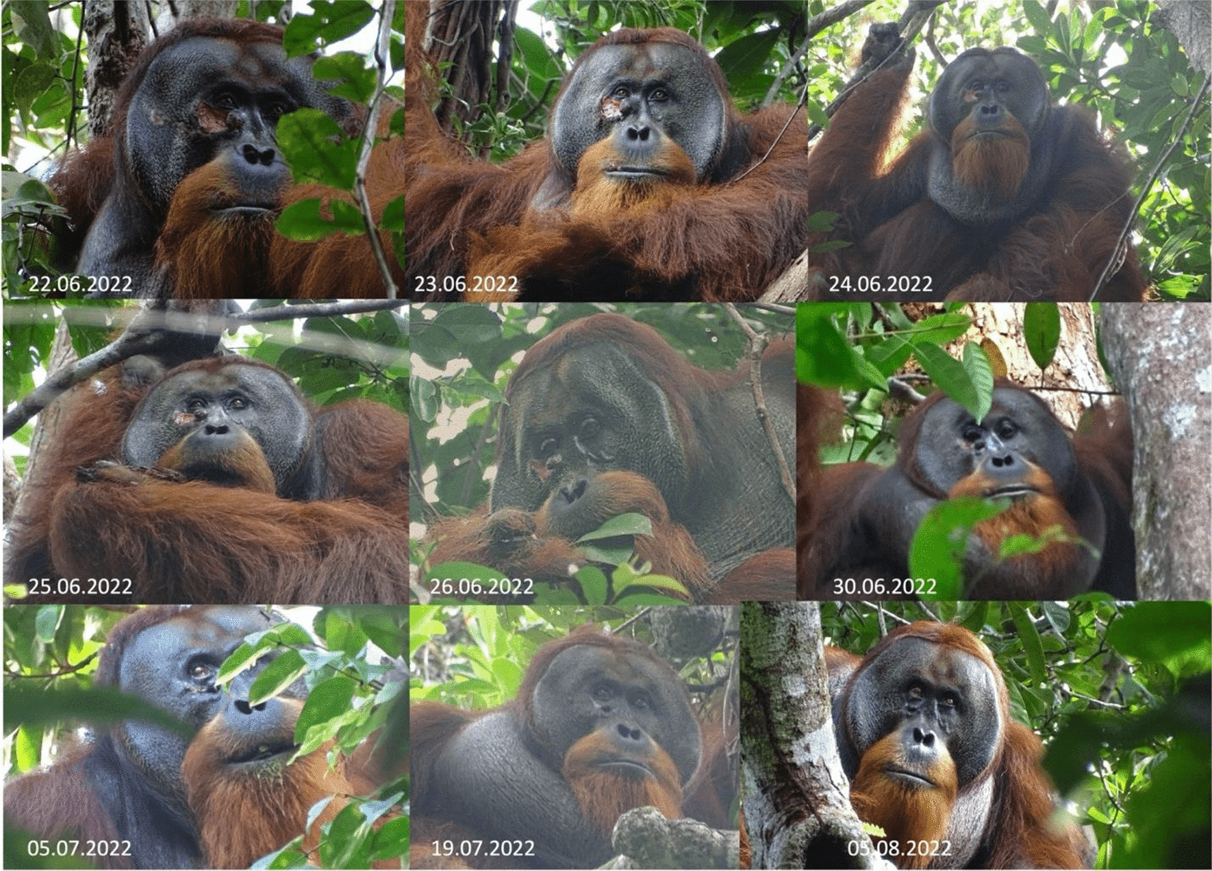 several photos of a wounded orangutan before and after treatment