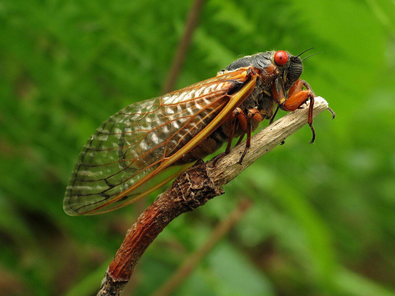 Magicicada sp. Brood X straggler. Posing on an old tuliptree flower stalk.