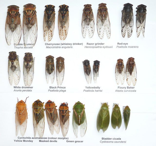 Annual cicada species from Australia. 